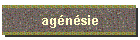 agnsie