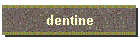 dentine